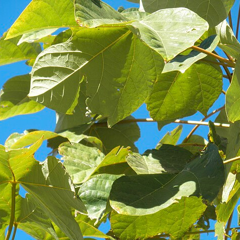 Parasol chinois - 1m - pot 2,5L