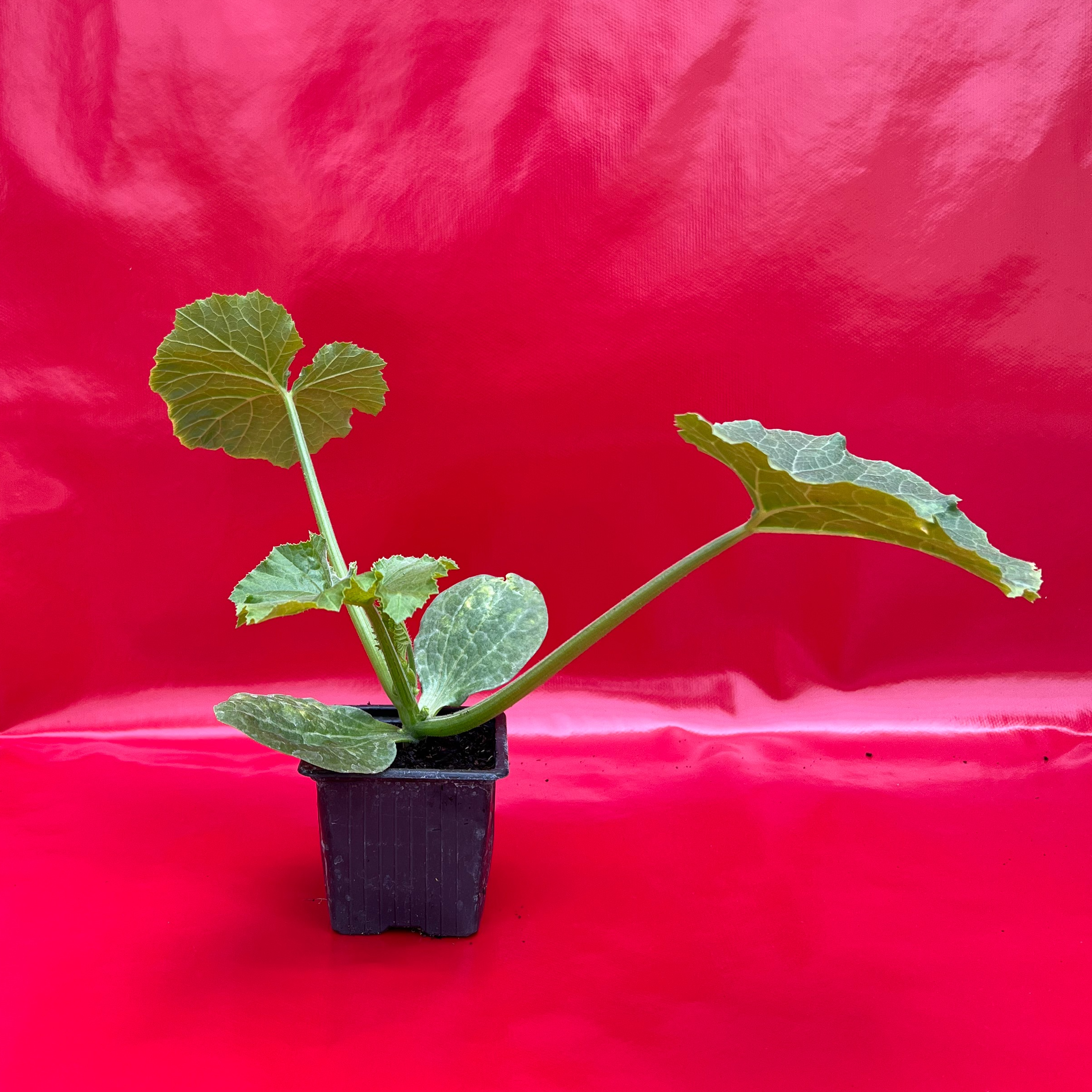 Plant Courgette Longue Verte - 150g