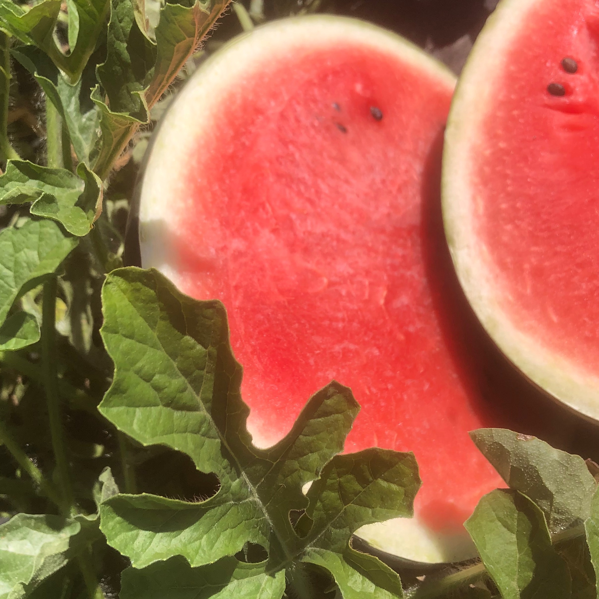 Pastèque 🍉 (environ 2 kg)