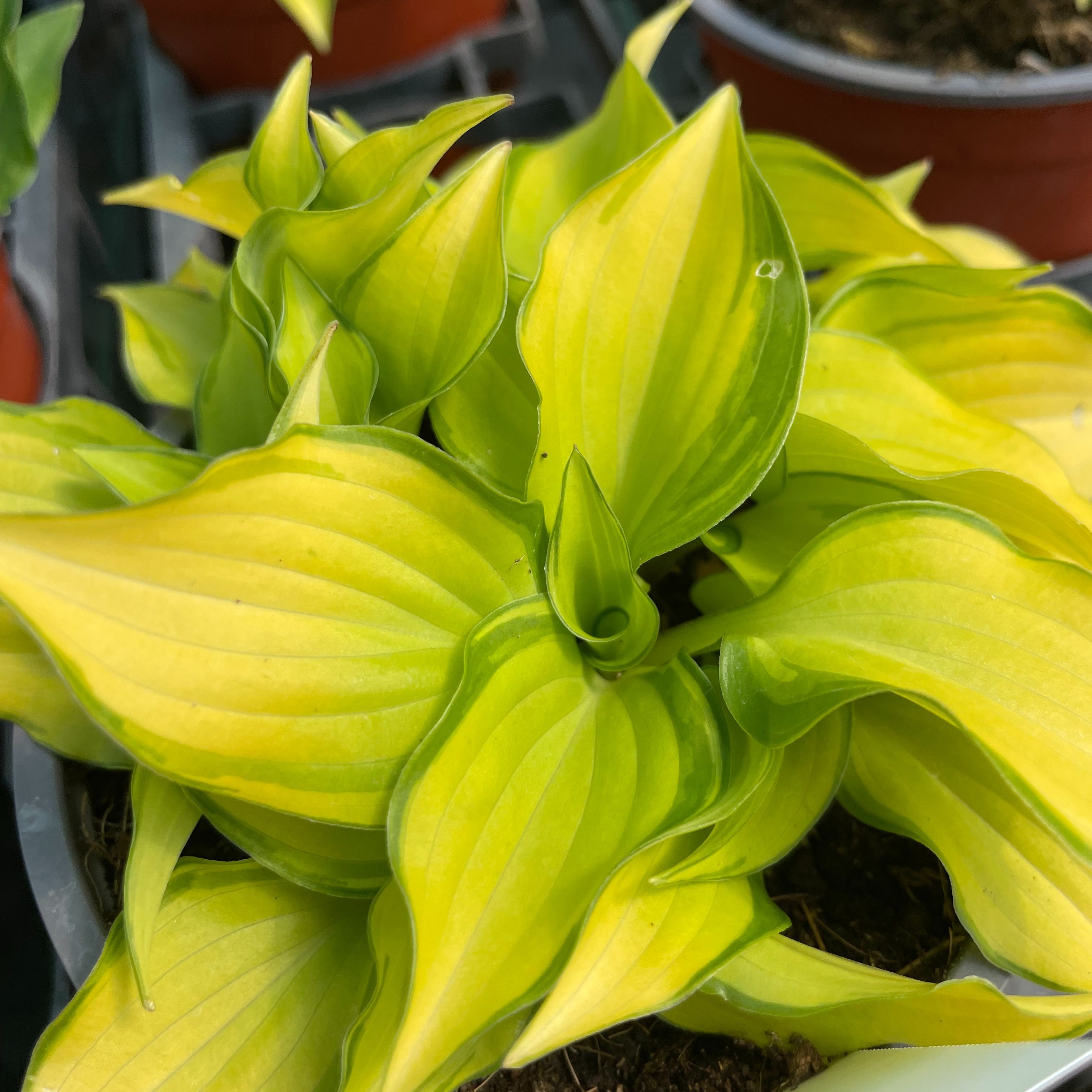 Hosta 'Cracker Crumbs'