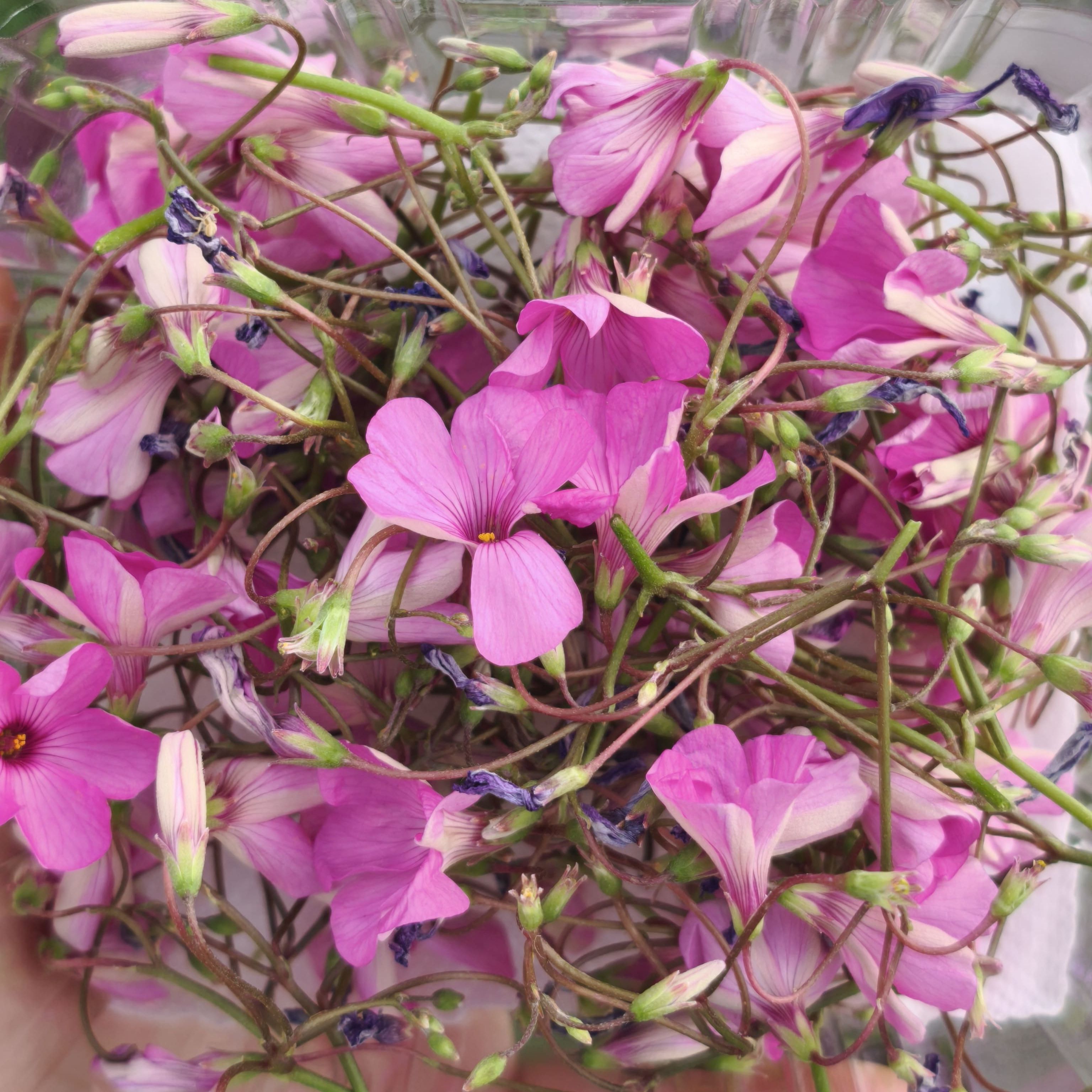 Oxalis fuschia x30F
