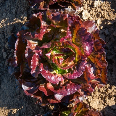 PLANT DE SALADE Laitue Pommée Rouge Sinisa