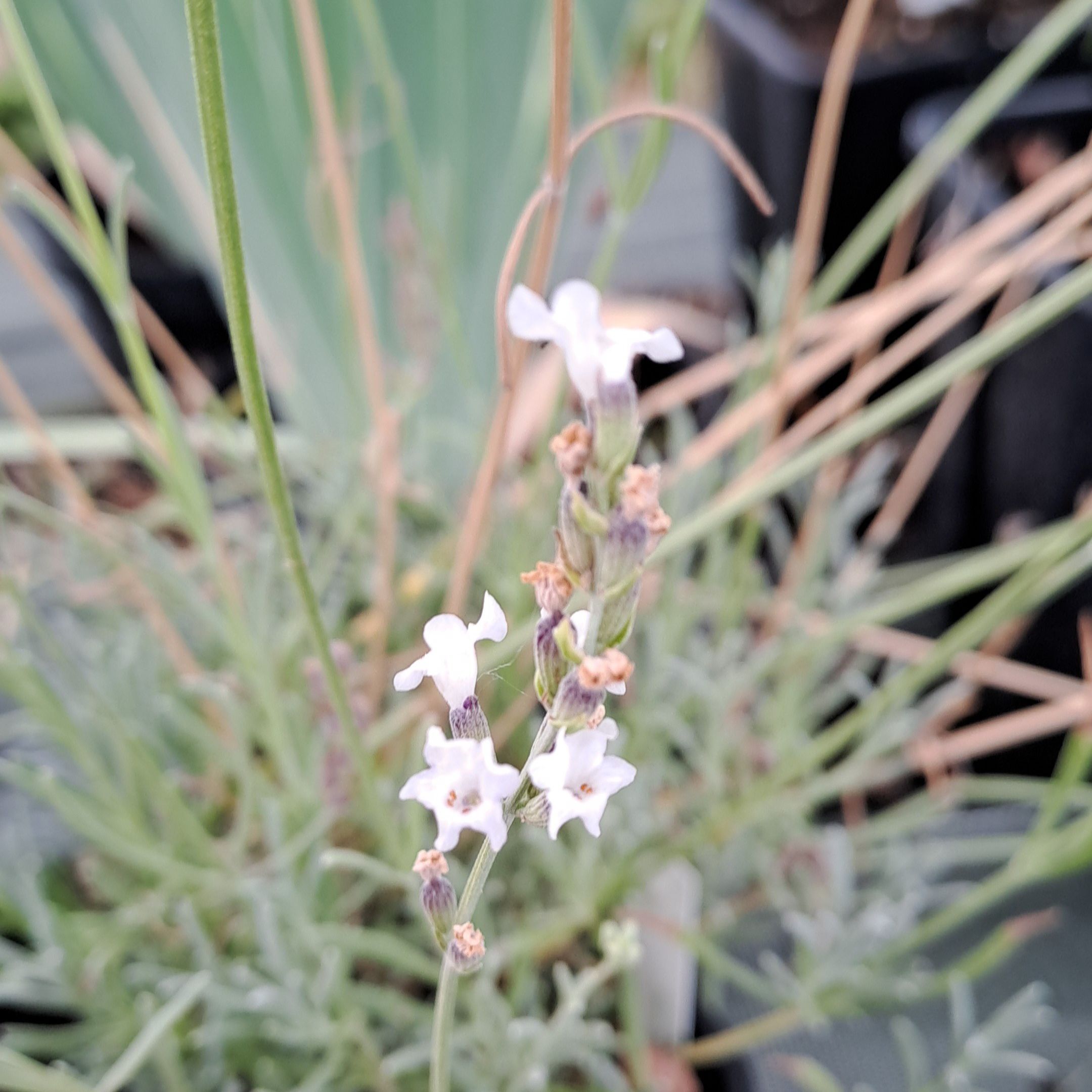 Lavandin (Lavandula x intermedia) 'Edelweiss' - 1l