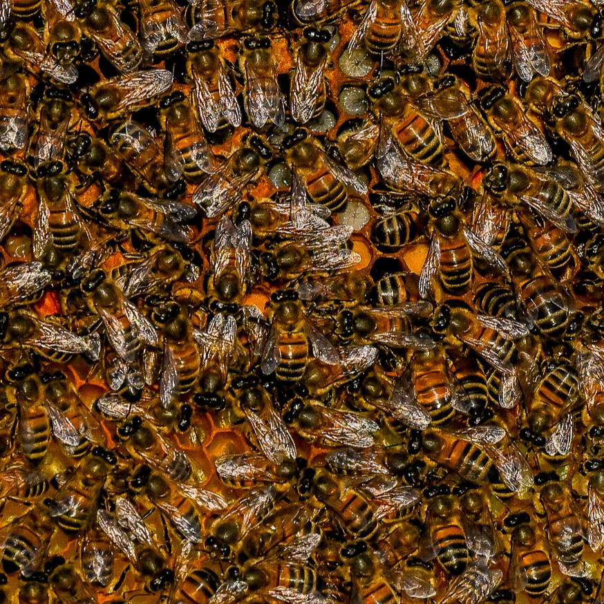 Essaims D'Abeilles De Saison Sur Dix Cadres