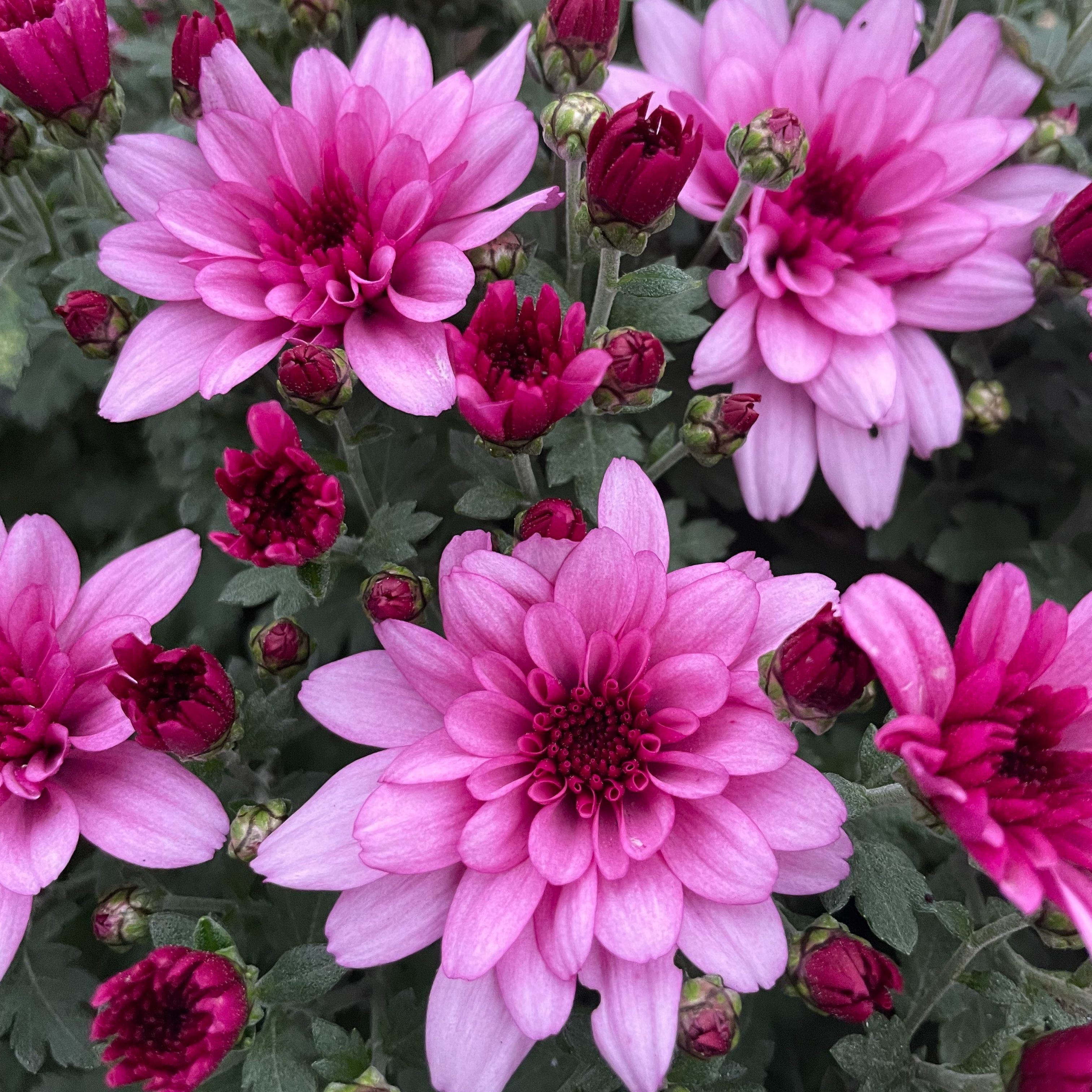 Chrysanthème Scooter Rose