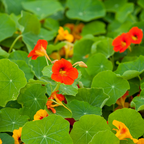 CAPUCINE (GRANDE) Bio