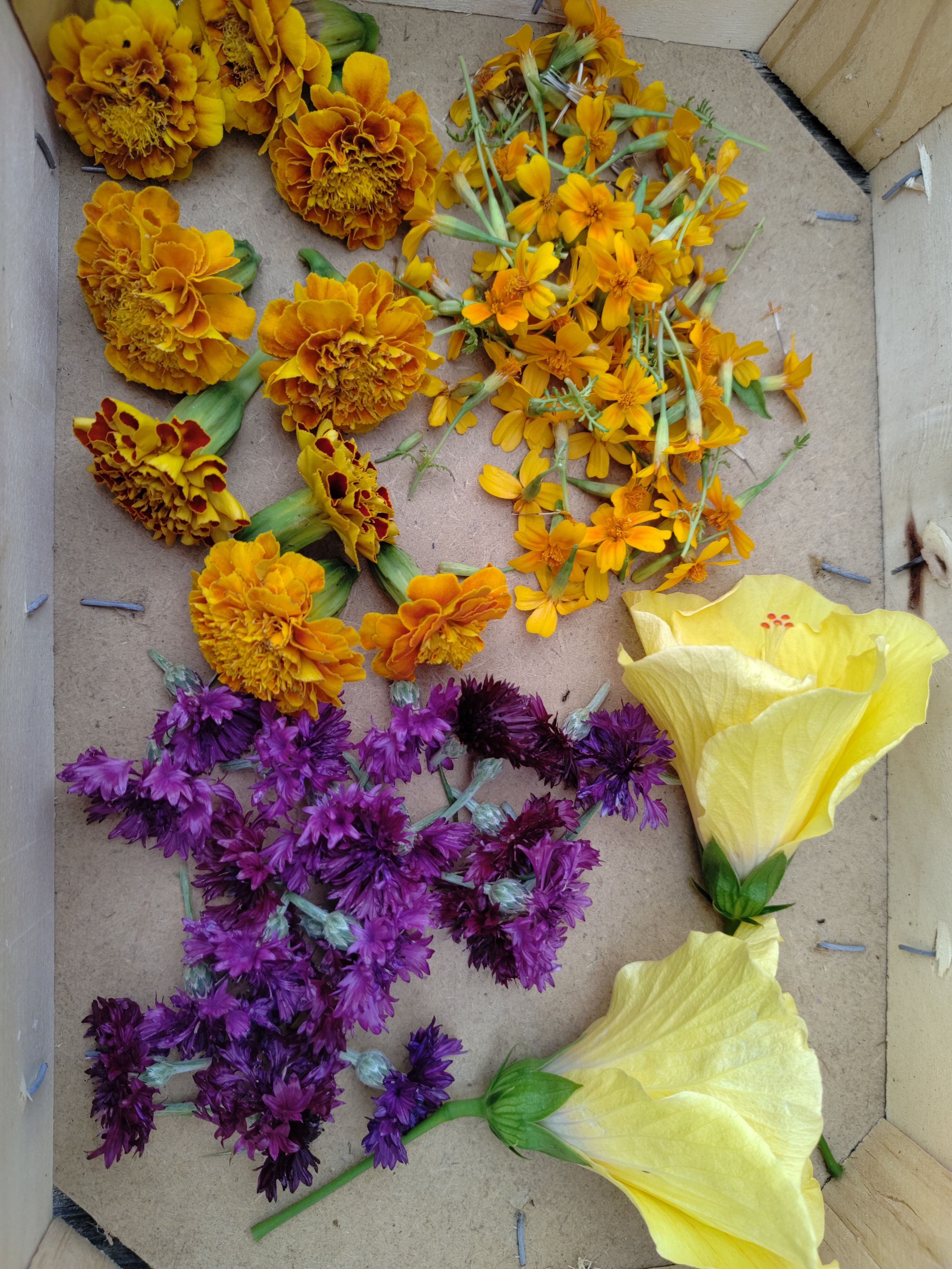 Fleurs comestible du moment