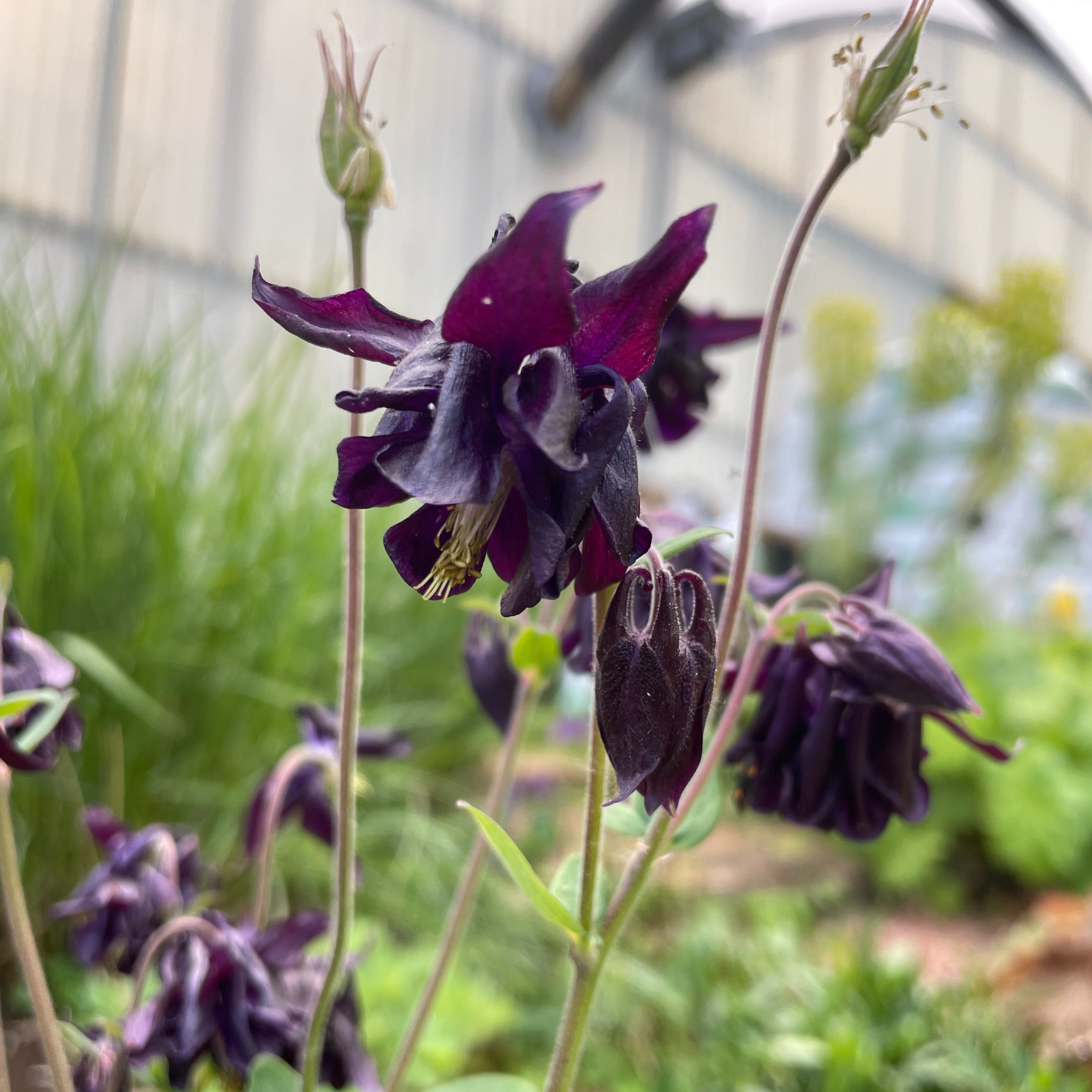 Ancolie - Aquilegia