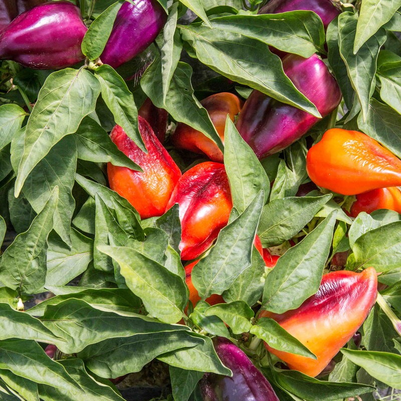 PLANT DE POIVRON VIOLET Oda