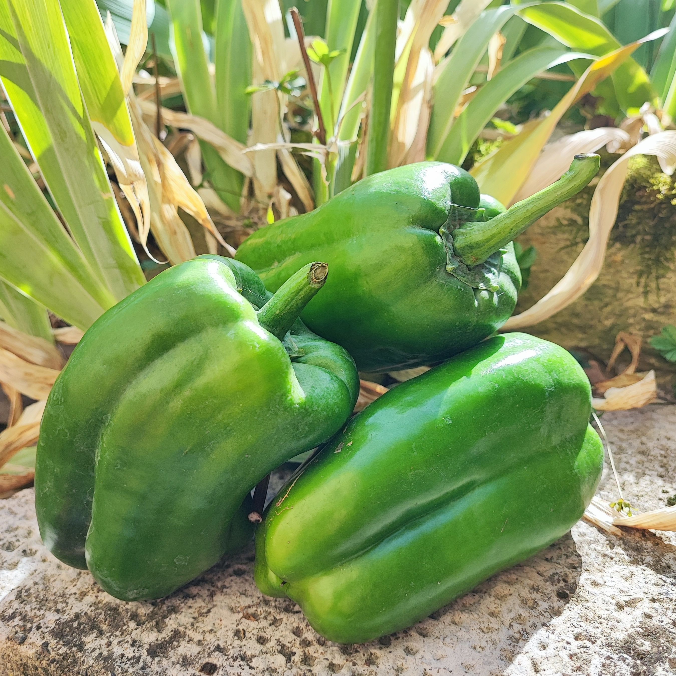 Poivrons verts