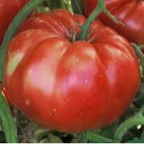 PLANT DE TOMATE ROUGE Russe Rouge