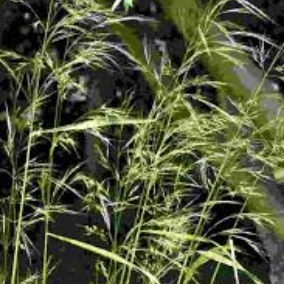 Stipa extremeorientalis