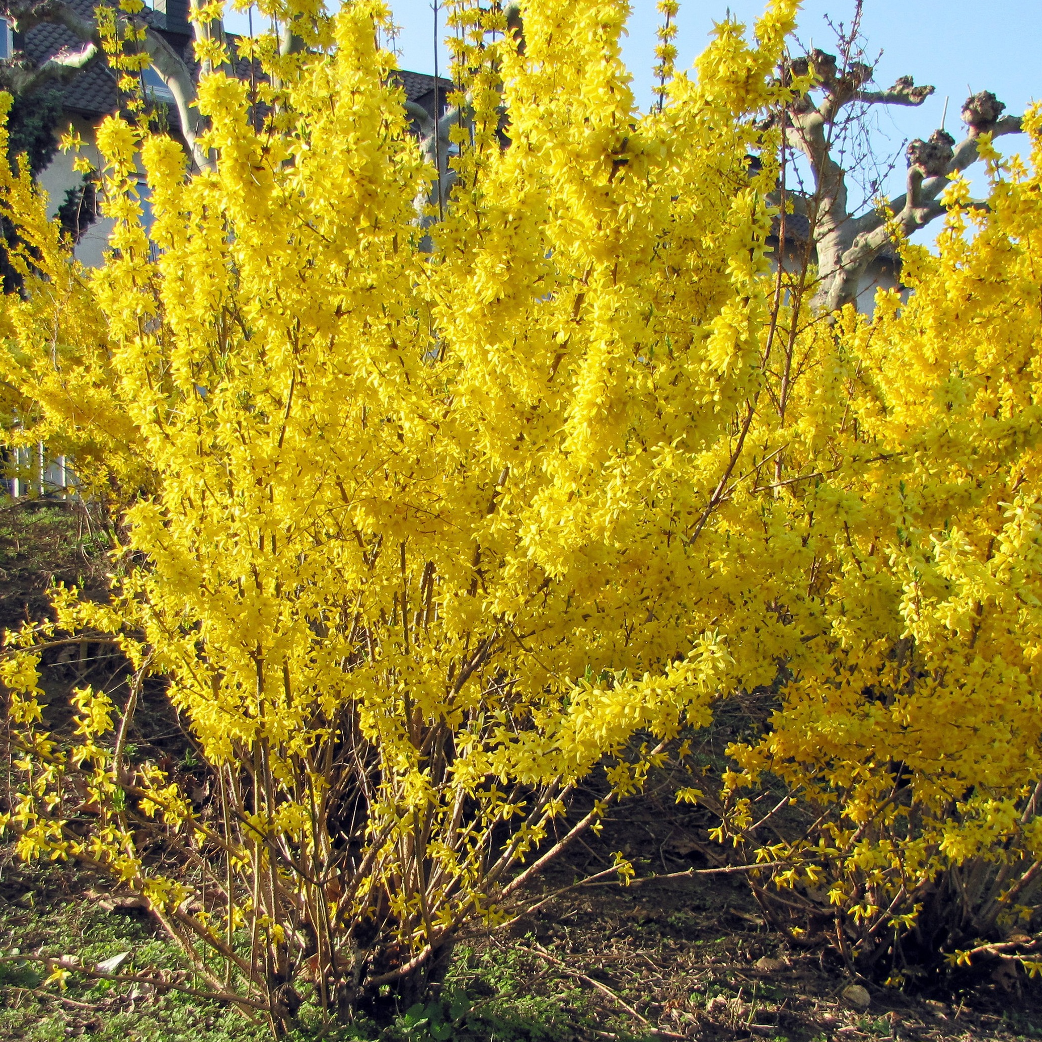 Forsythia intermedia spectabilis en pot 7,5 litres