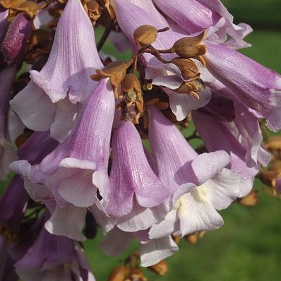 Arbre impérial - Paulownia tomentosa impérialis