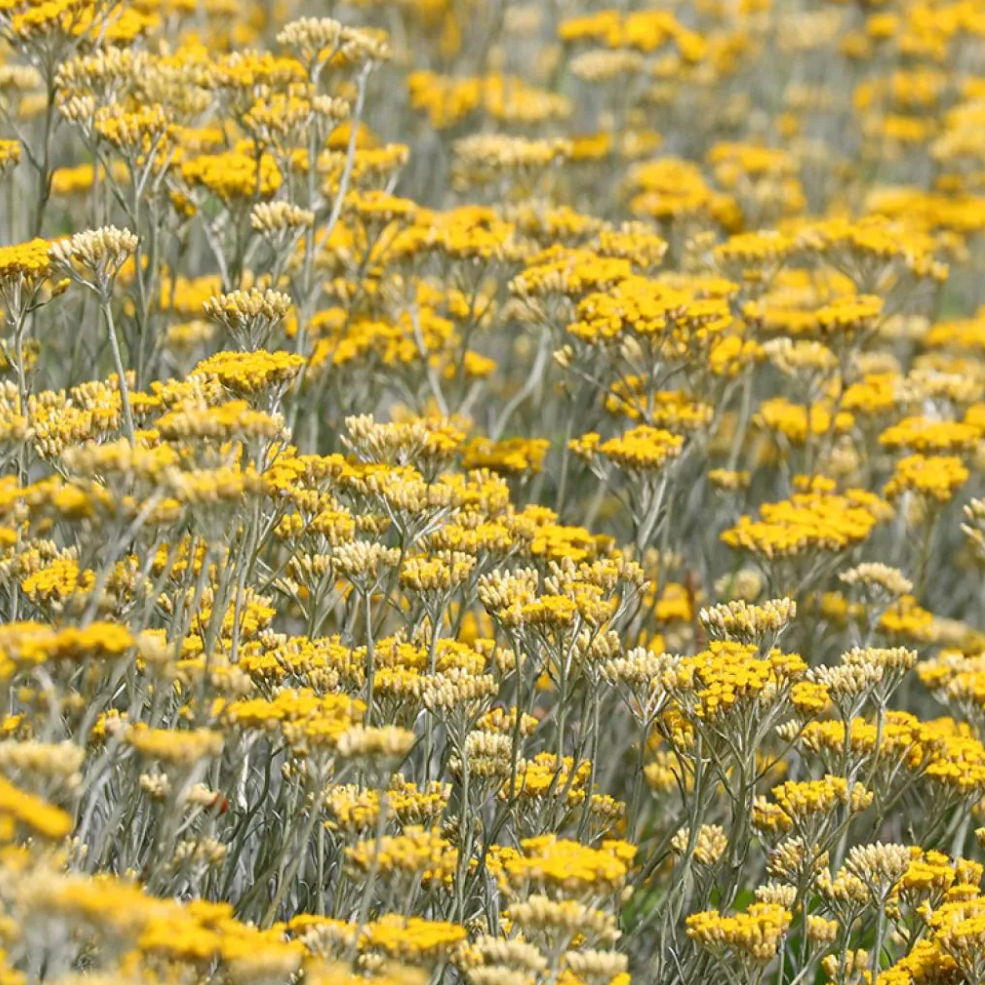 Hélichryse 'Immortelle d'Italie' Pot 1L