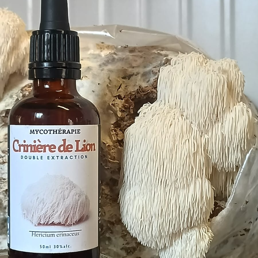 Lion's Mane Tincture - 30ml