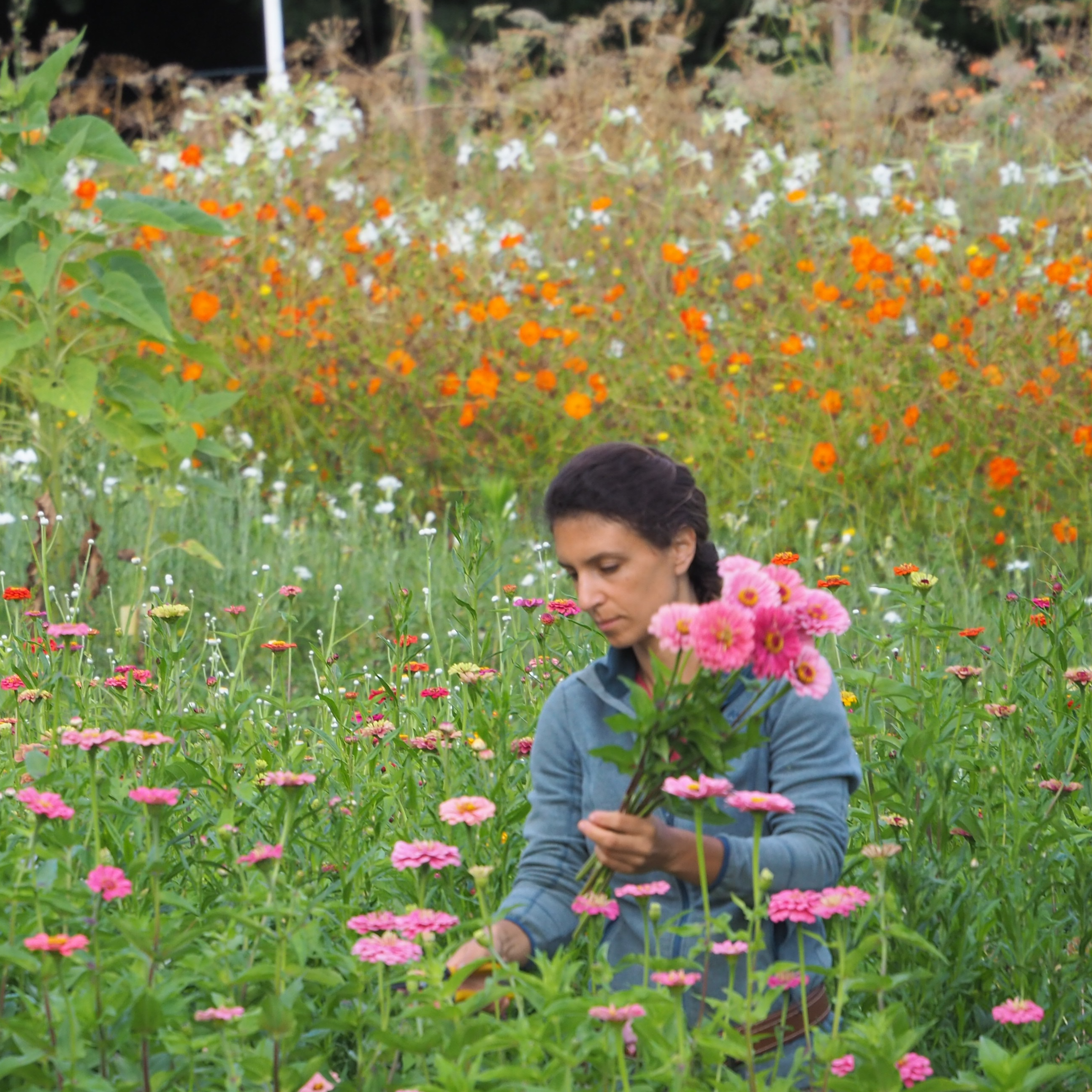 Atelier cueillette / bouquet