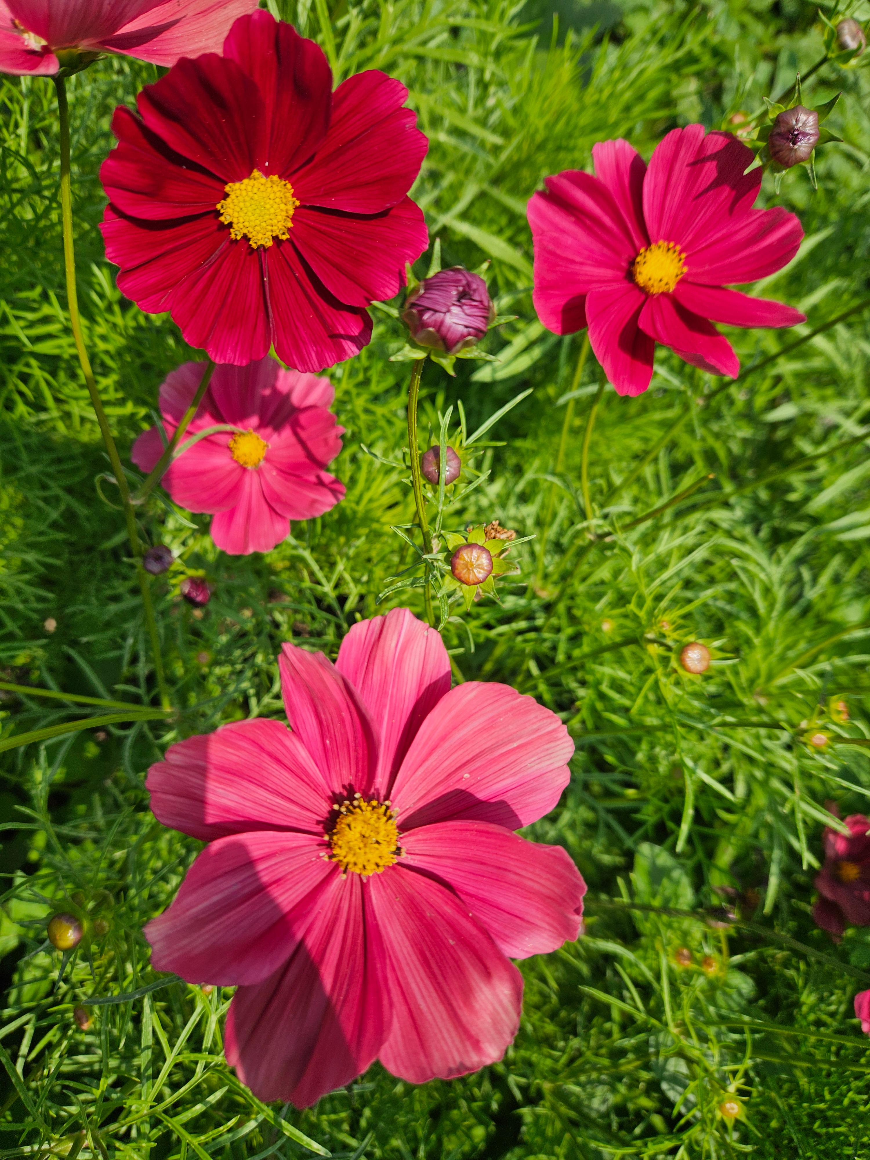 Cosmos Fleurs