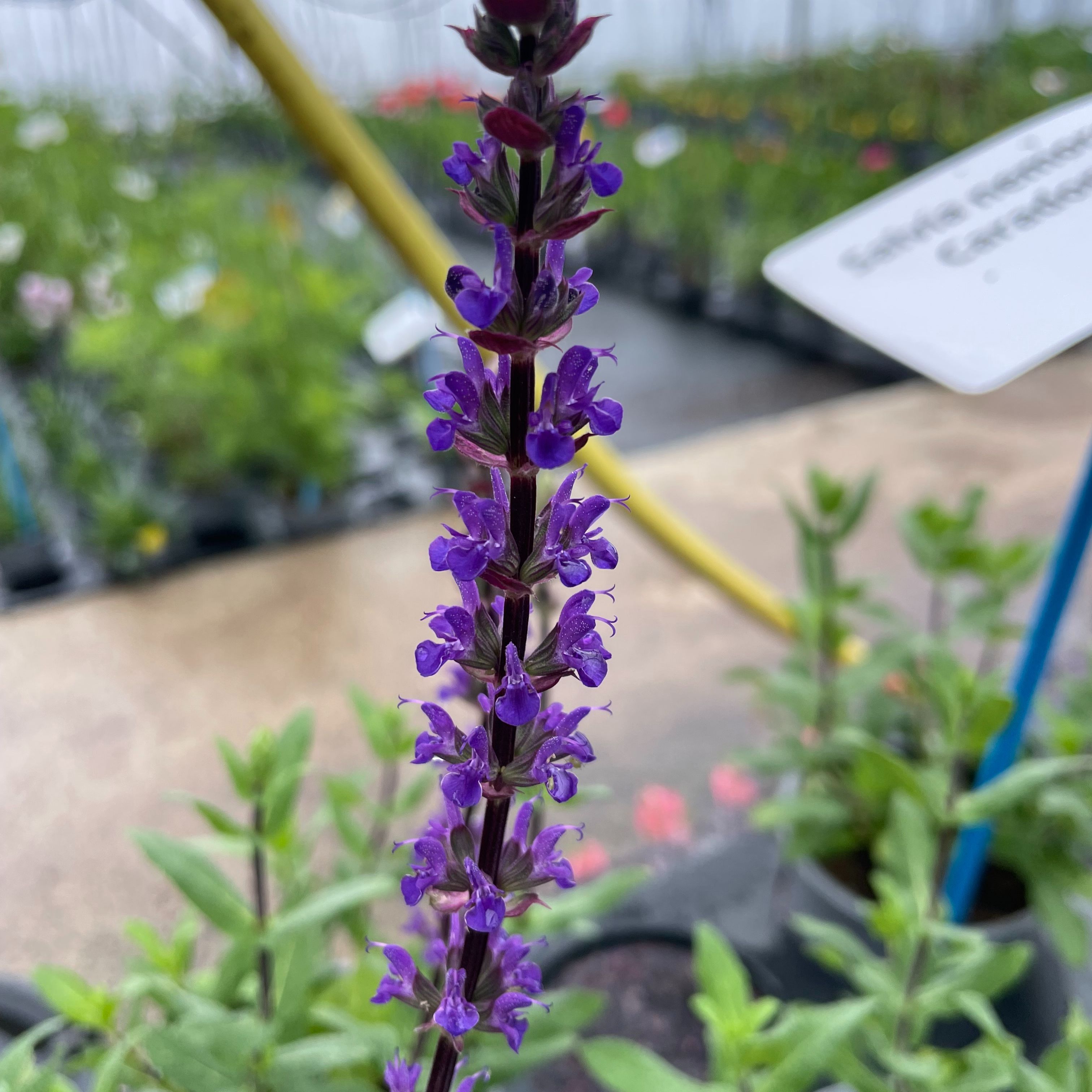 Salvia nemorosa Caradonna