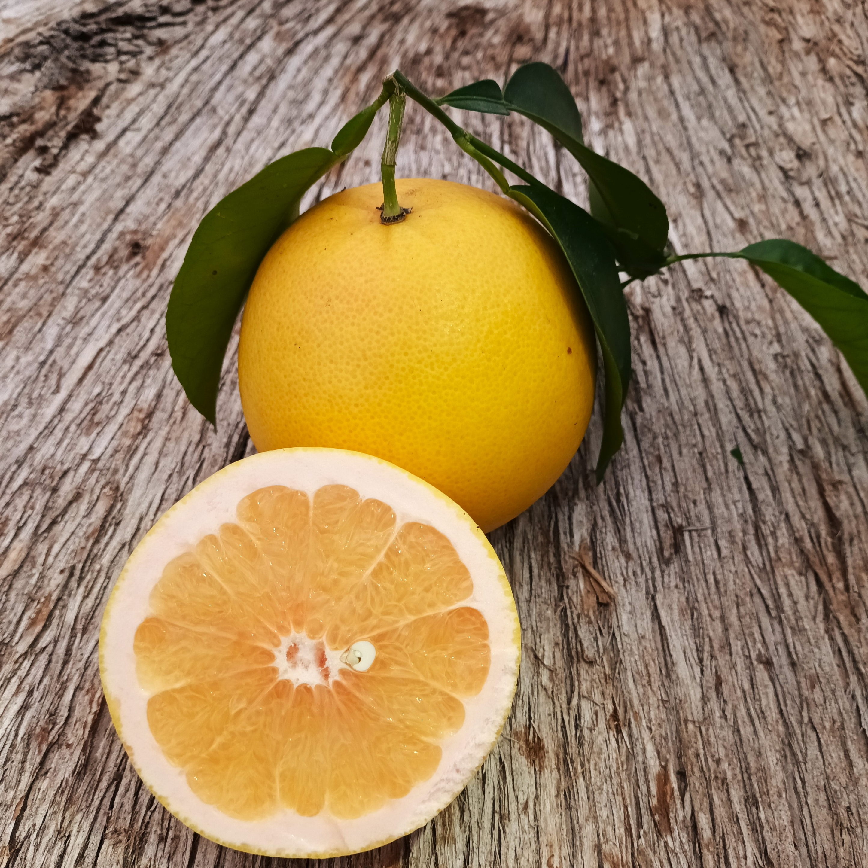 Pomelo Enzo