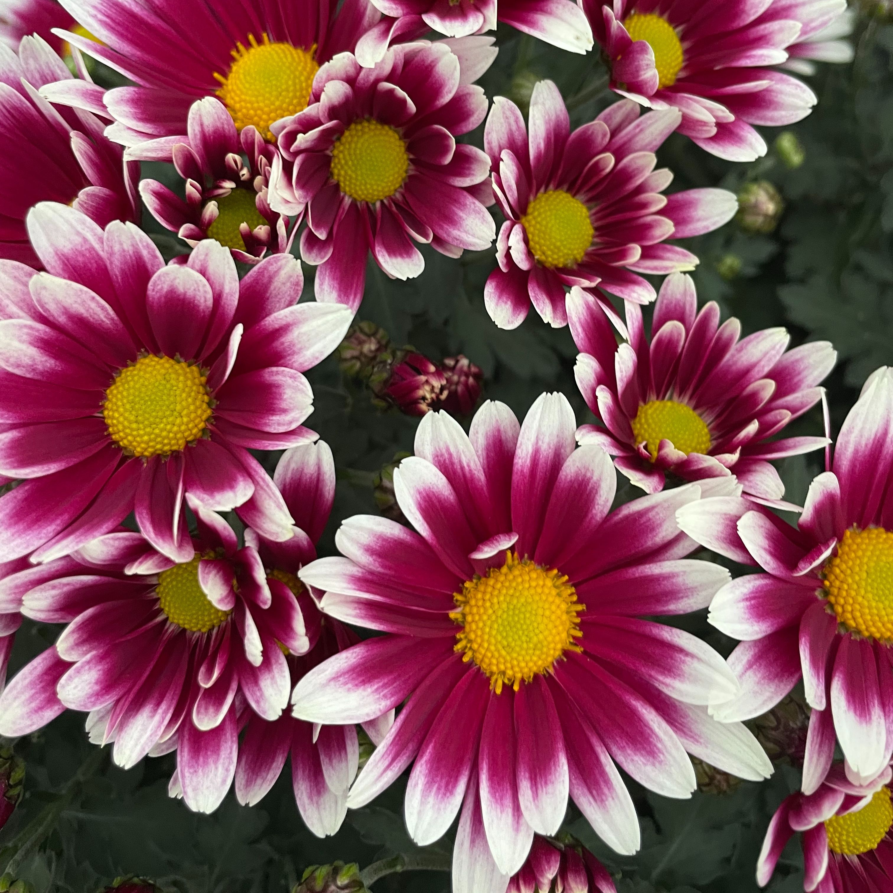 Chrysanthème Newton Violet Blanc