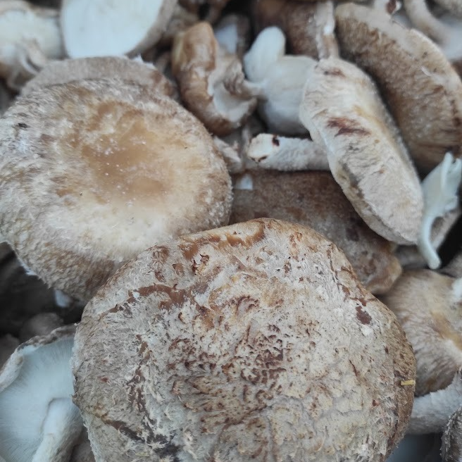 Shiitakes