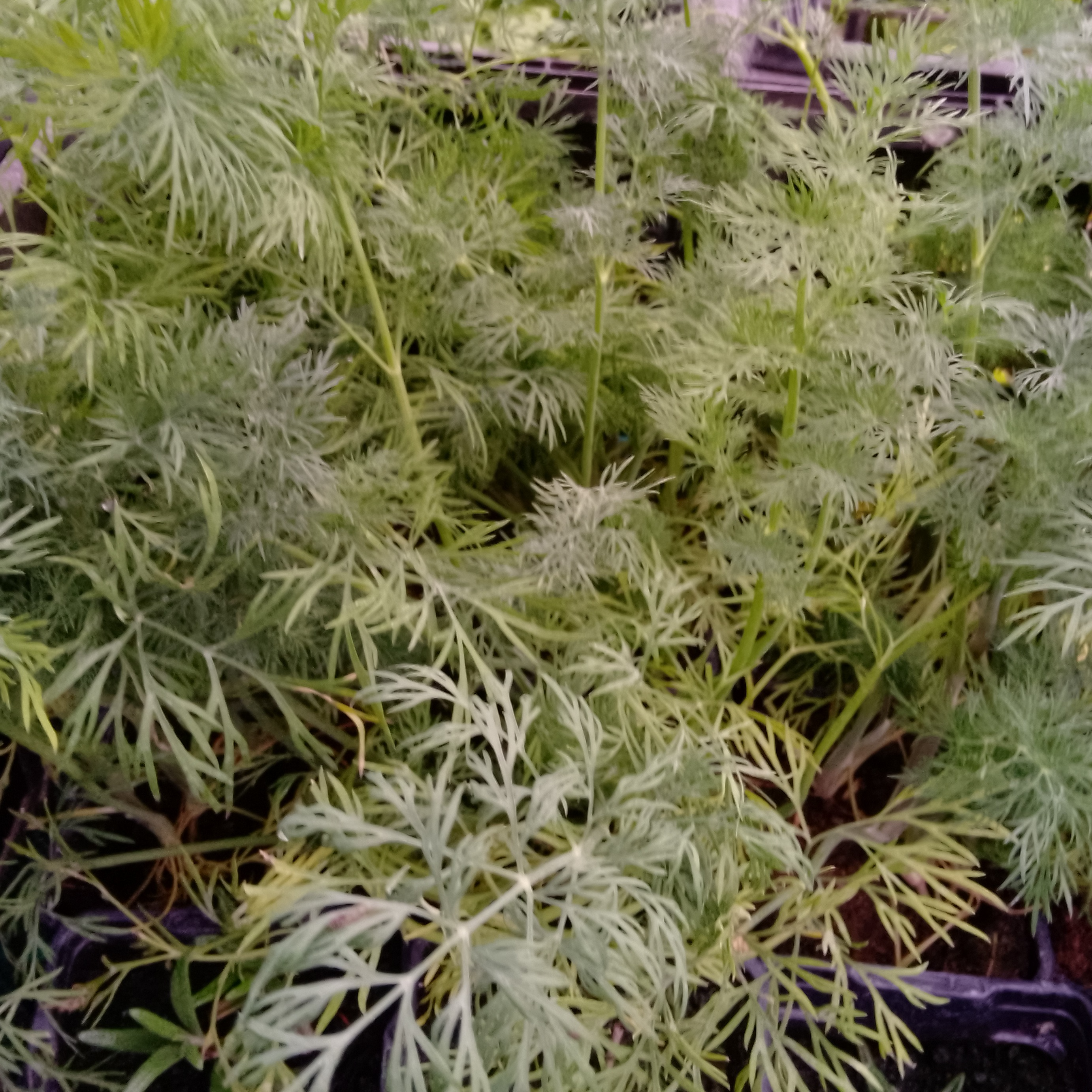Plant d'Aneth