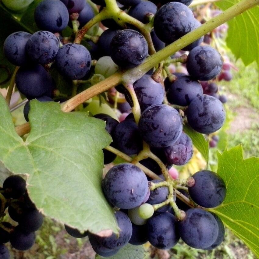 Vigne Raisin de table (Vitis vinifera) 'Muscat de Hambourg'
