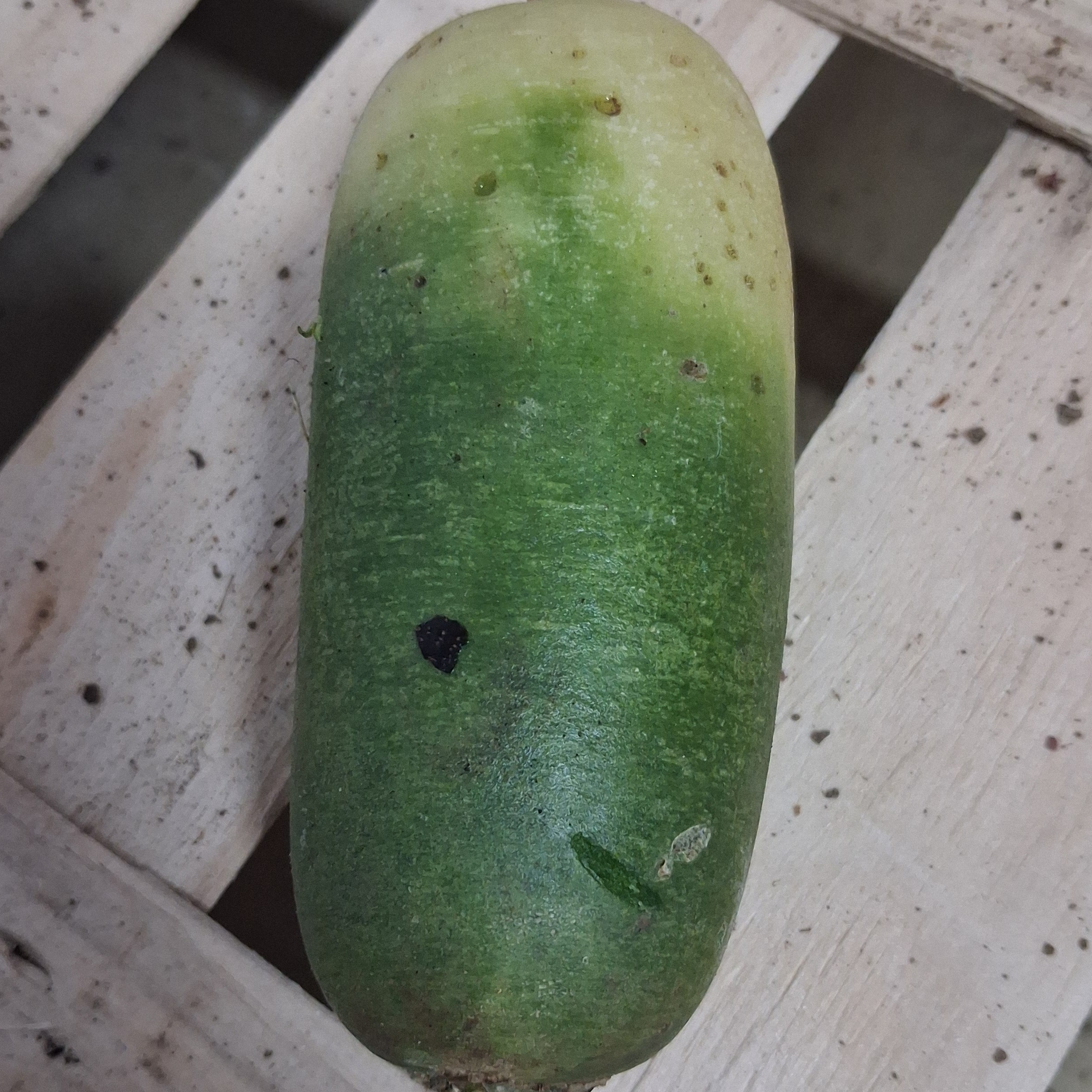 Radis Déligreen - 300g