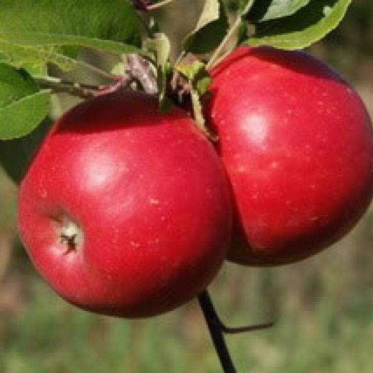Pomme Topaz Rouge biologique