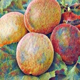Abricotier précoce de saumur