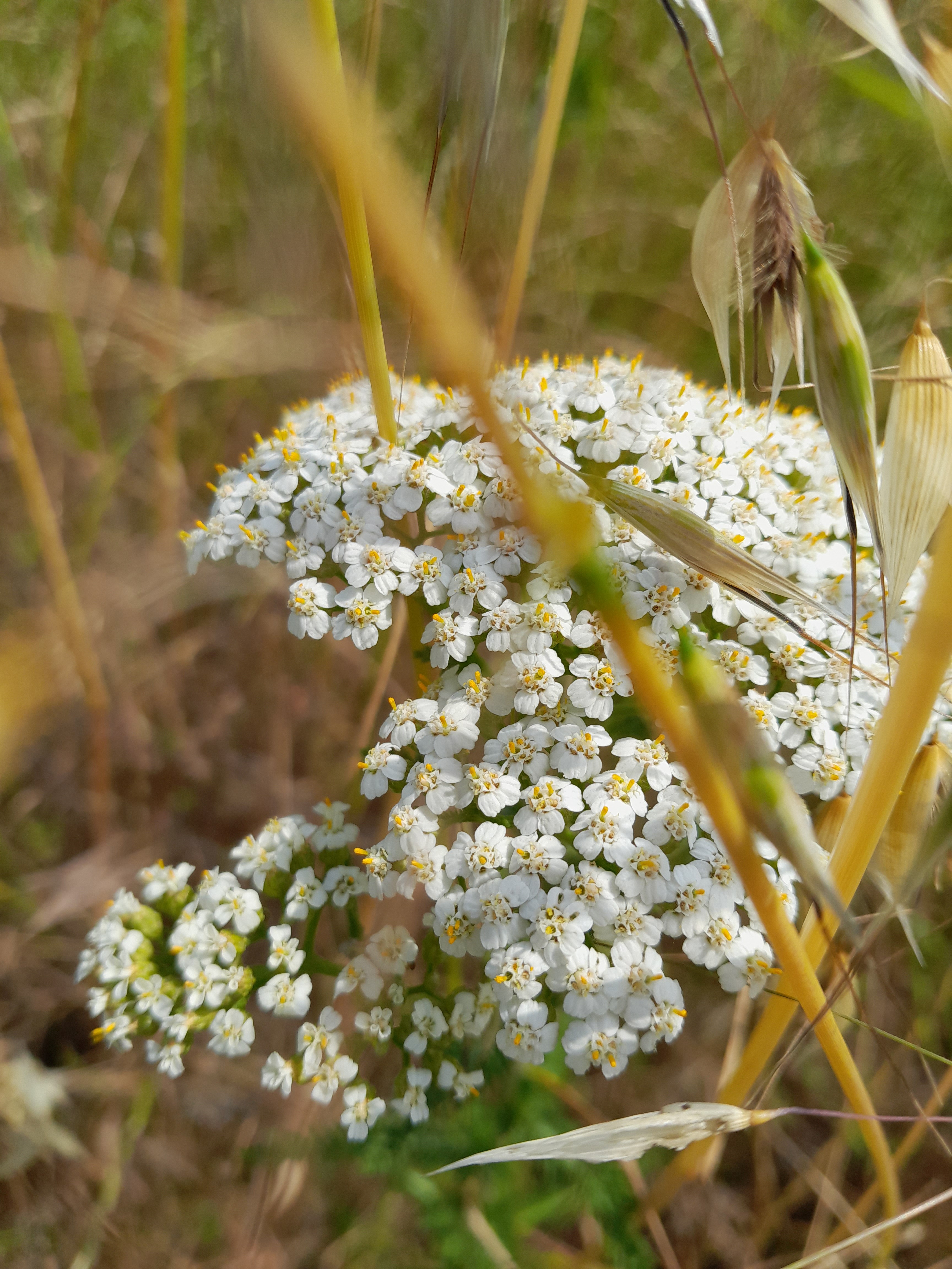 achillée millefeuille - 50g