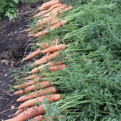 Carottes botte - 660g
