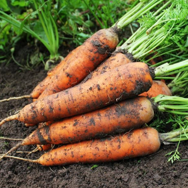 Carottes en botte