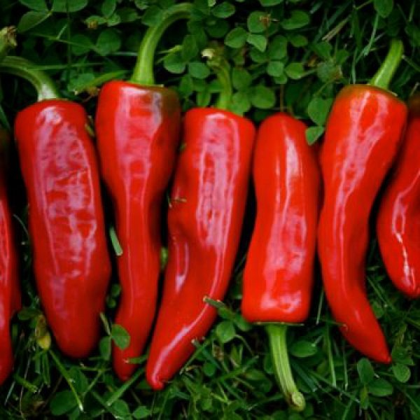 PLANT DE PIMENT Gorria (Dit d'Espelette)