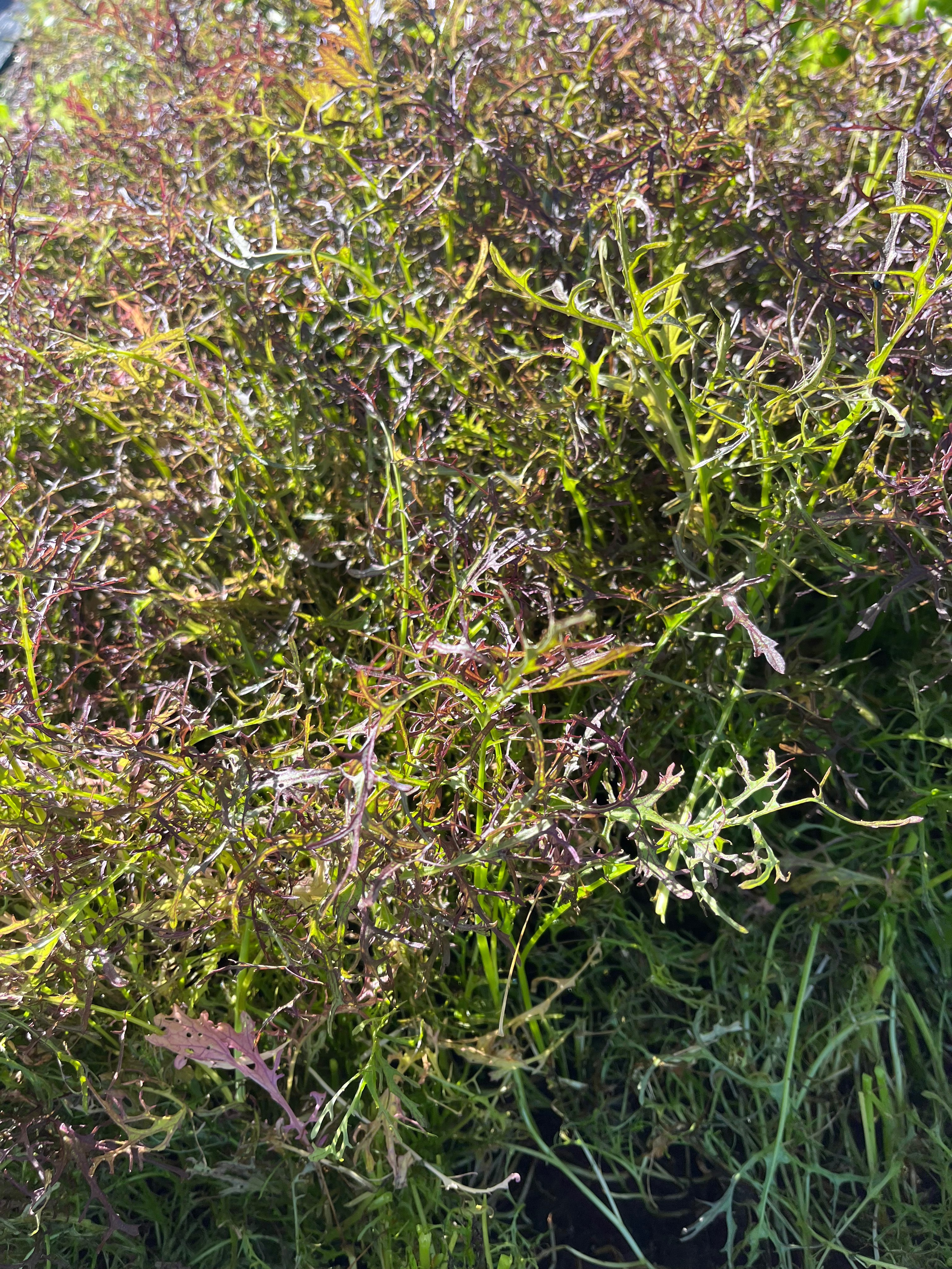 Mesclun mizuna pourpre - 180g
