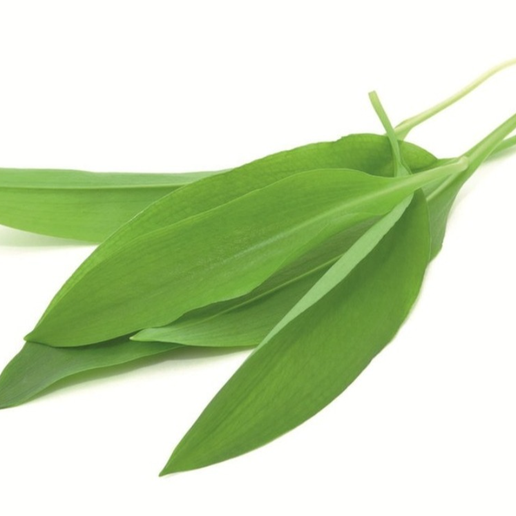 Micro-pousse Ail des ours (par 50)