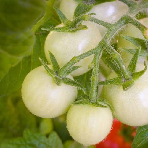 TOMATE Cerise Groseille blanche Bio