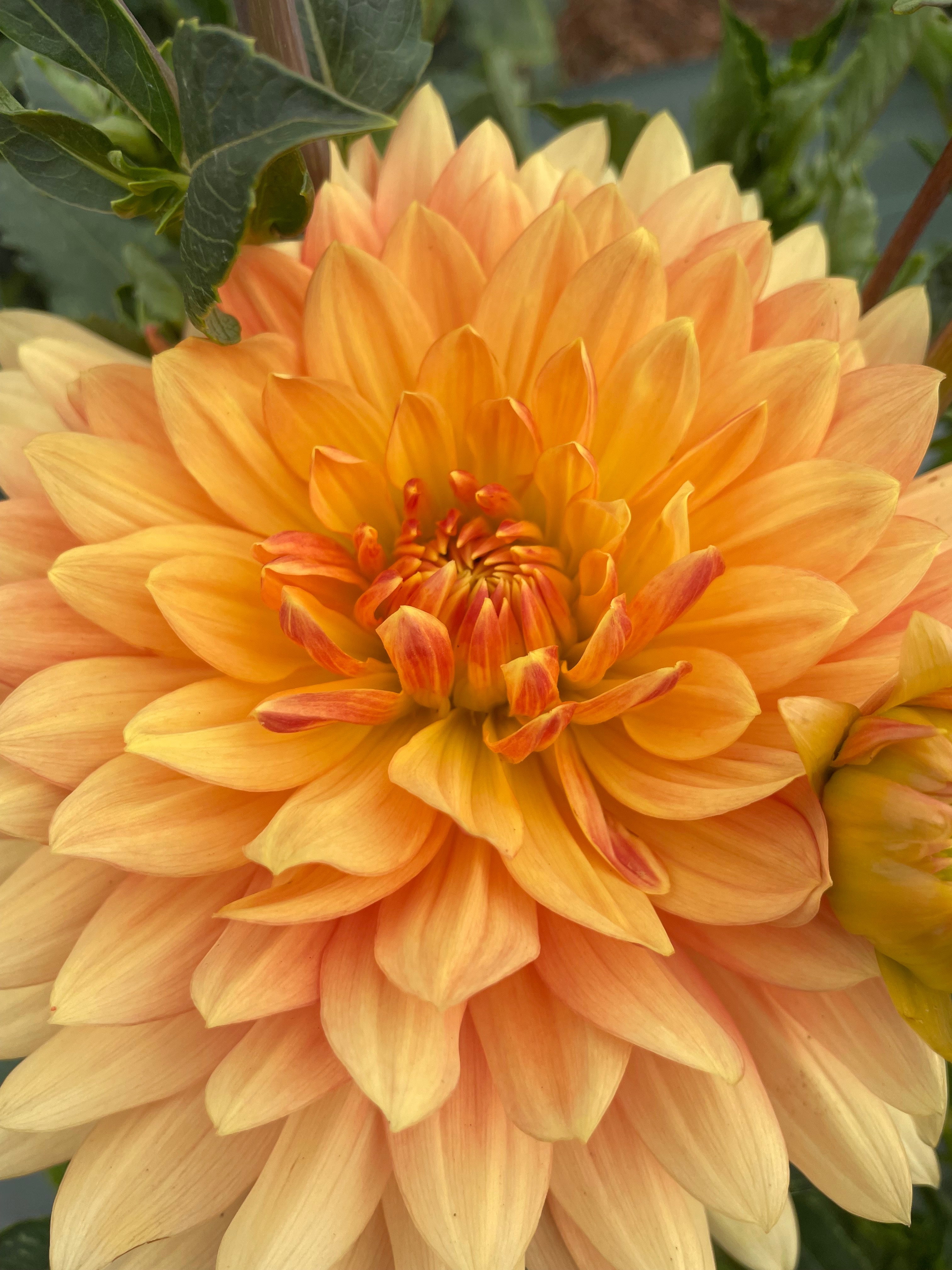 Dahlia ORANGE x10 tiges +/- 50cm