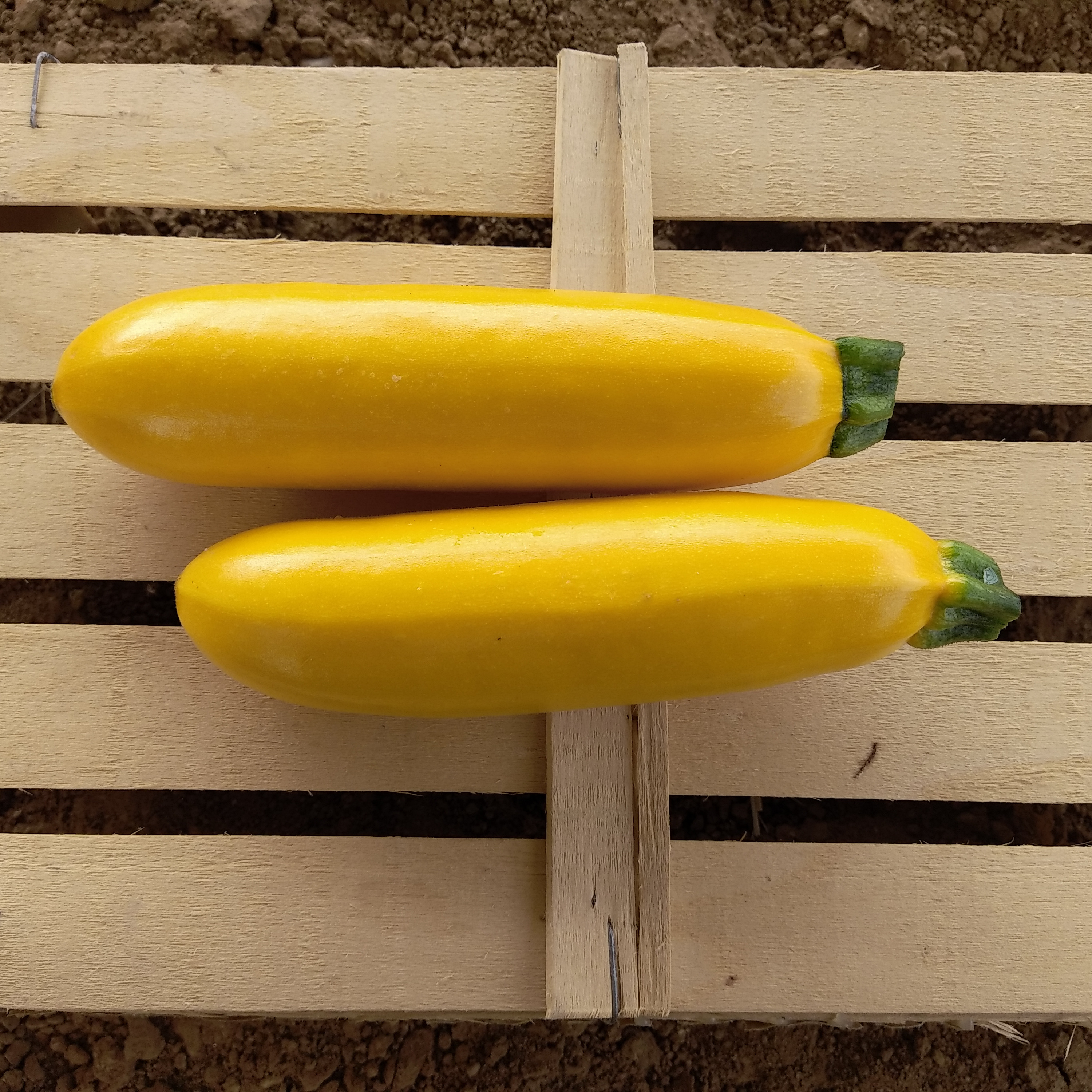 Courgette jaune