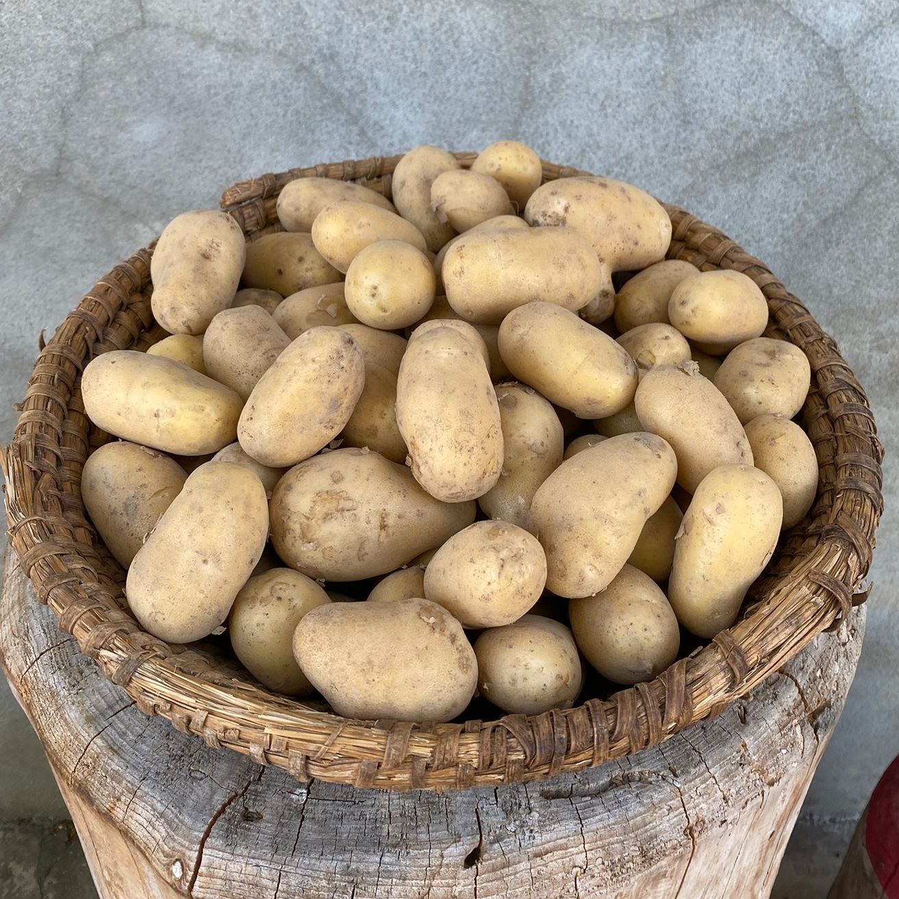 Sac de 05 Kg Pommes de Terre Bio Variété Charlotte Cal 45/65 - 5kg