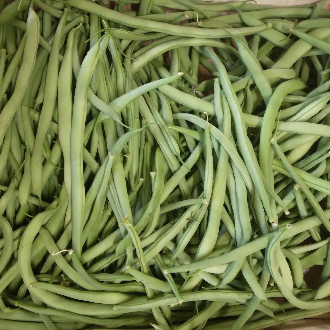 Haricot vert ( sous réserve )