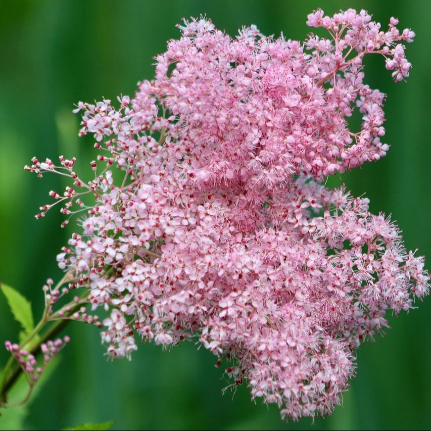 Filipendule (Filipendula rubra) 'Venusta' - 1l