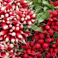 Radis rouge botte