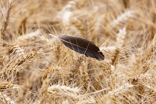 Farine de Sarrazin Complet