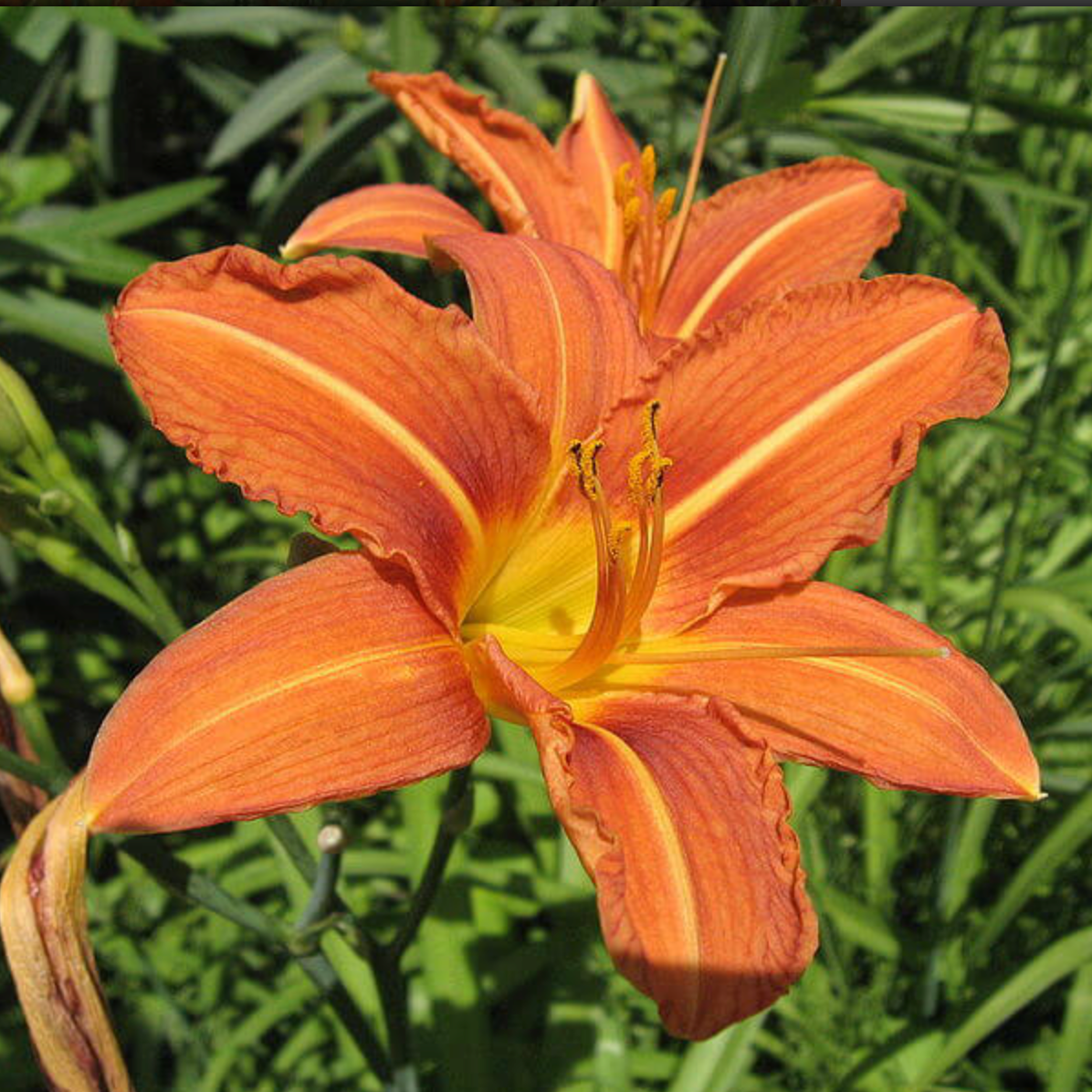 Hémérocalle / lys d’un jour 'Fluva' Pot 1L