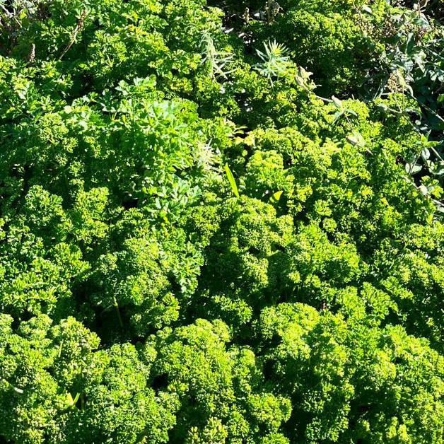 Persil Frais