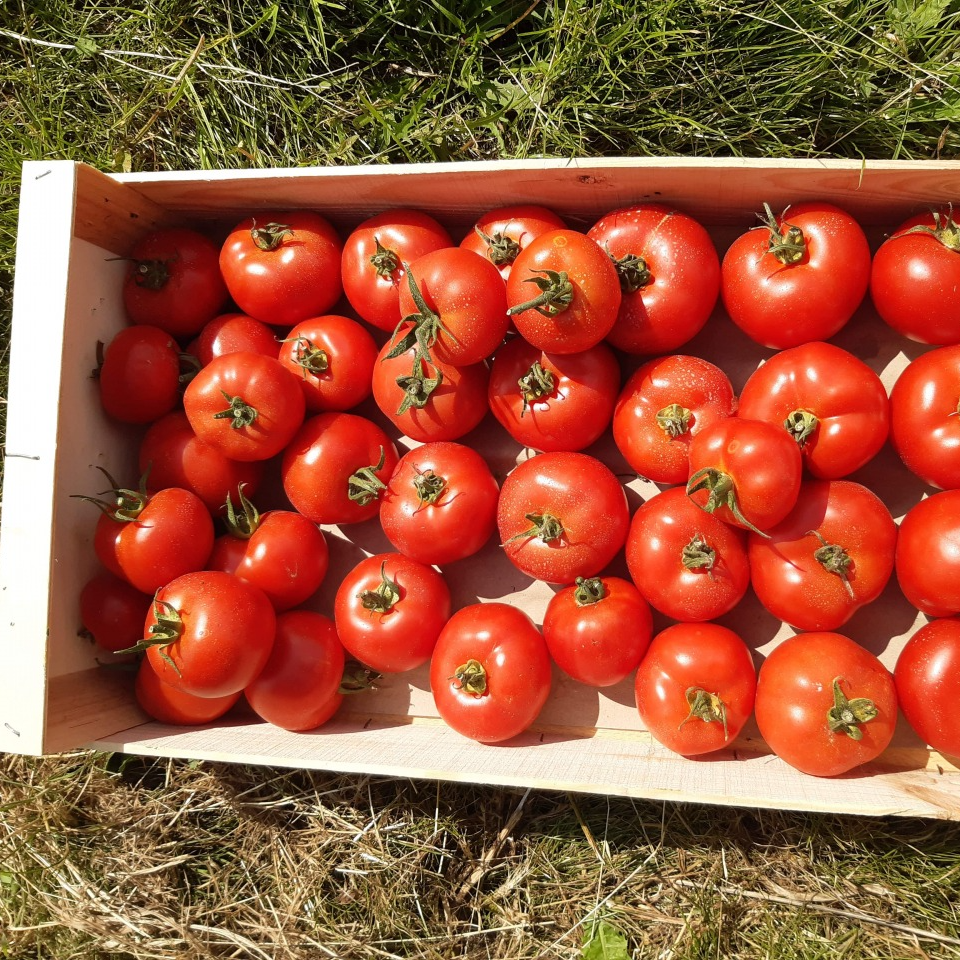 Tomates abîmées en cageot de 5kg - 5g
