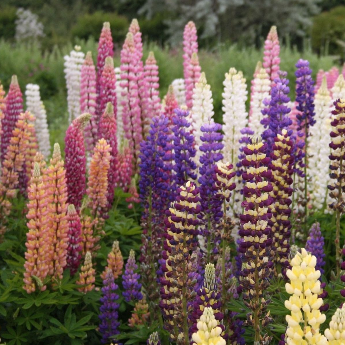 Lupin de Russel en godet 8 cm