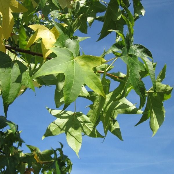 Copalme d'Amérique (Liquidambar styraciflua) 'Worplesdon'